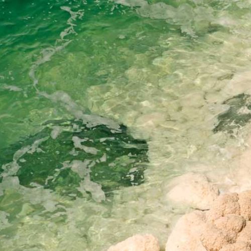 dead sea