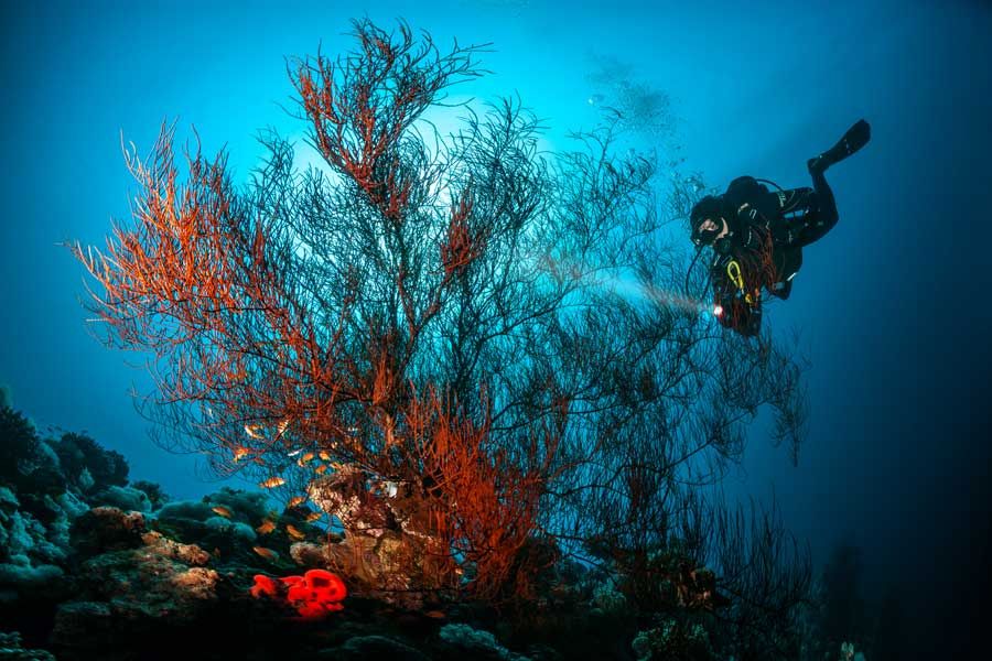 Aqaba sott'acqua